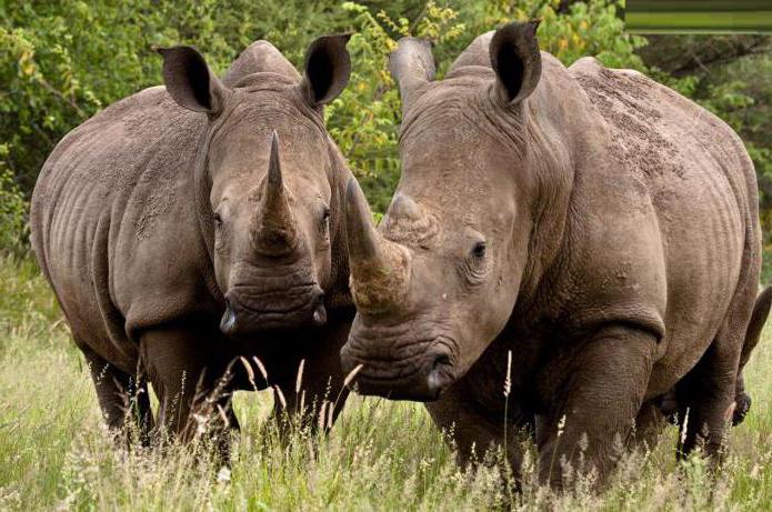 Where do rhinos live and what species are they