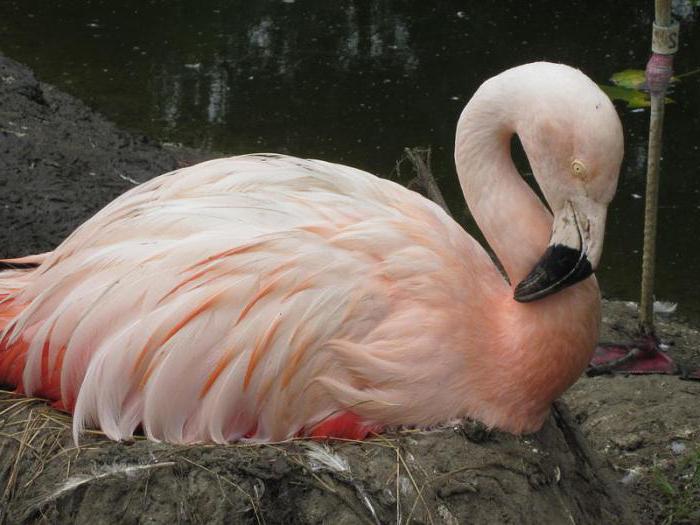 Where does the flamingo live and what does it eat?