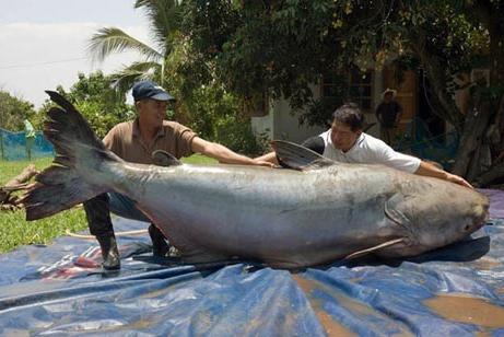 The largest catfish in the world