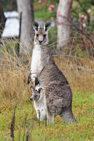 in which country does kangaroo live