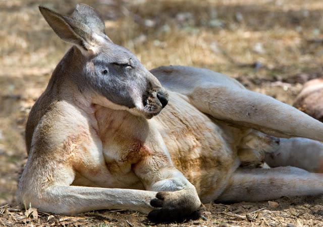 where live kangaroos in Australia