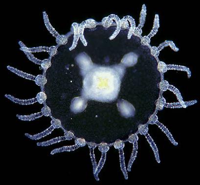 hydroid jellyfish physiology and reproduction