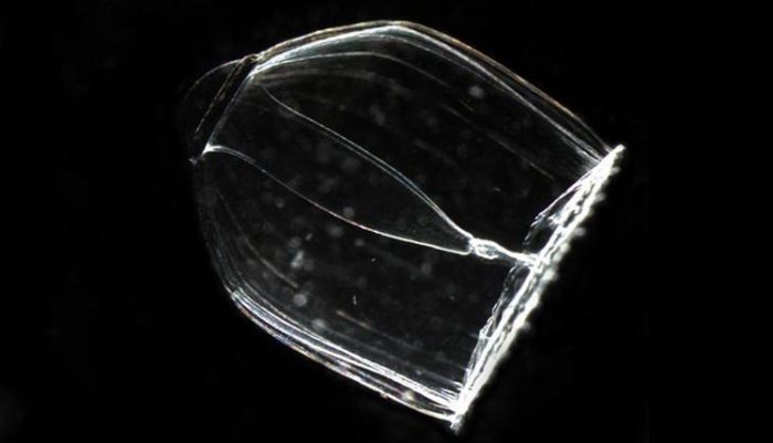 jellyfish hydroid with a transparent body