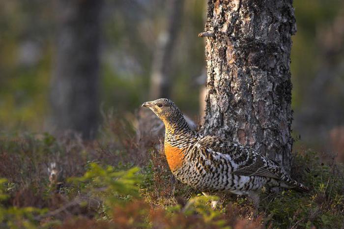 Common wood grouse