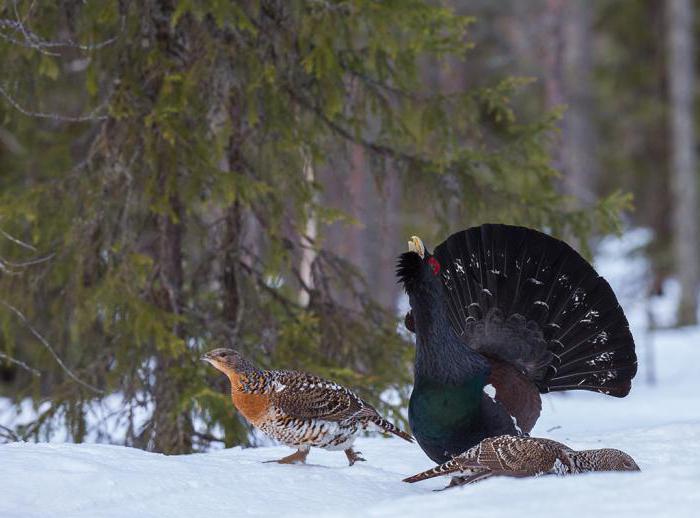 Common Capercaillie: photo