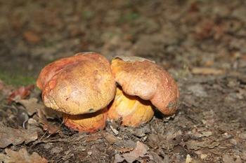 Mushroom flyworm: description, distribution, composition