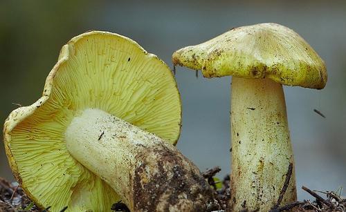 Mushrooms green: description, distribution, culinary characteristics