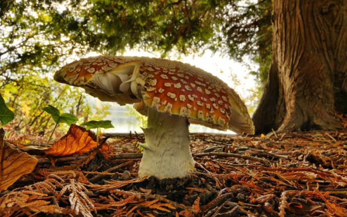 mushroom places of the Gatchina district