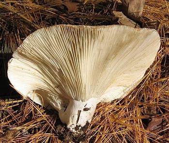 Want to know where the mushroom grows?