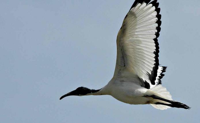 Ibis - a sacred and ordinary bird: description and species