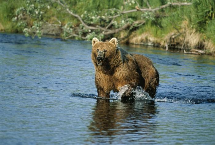 Kodiak - the largest bear on the planet