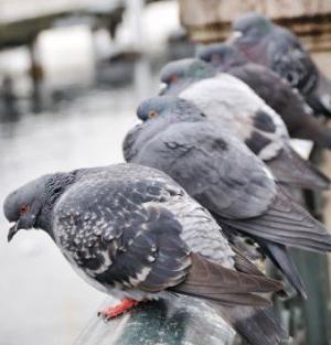 How to get rid of pigeons on the balcony: tips