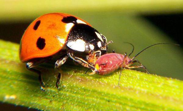 How does the ladybug multiply? Brief characteristics of an insect