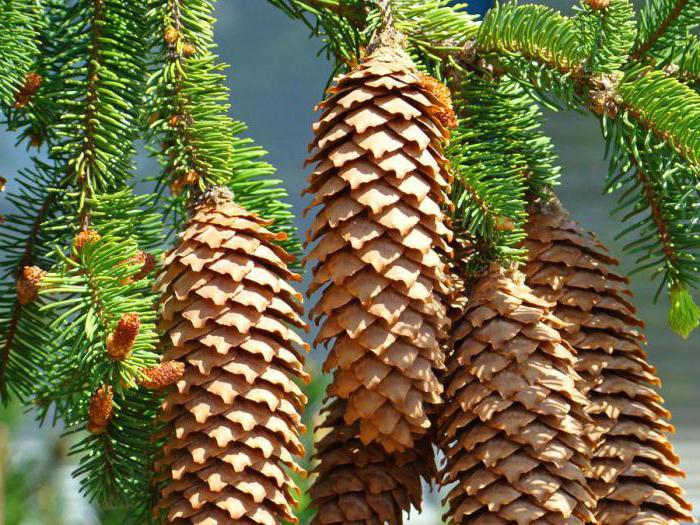 Cones of pine, spruce and larch