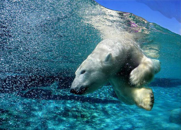 polar bears swim well