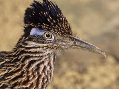 Californian cuckoo-plantain - an excellent runner