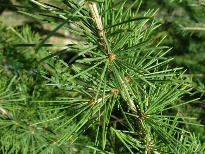 coniferous cedar trees