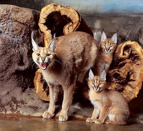 Cats of the caracal are skillful predators!