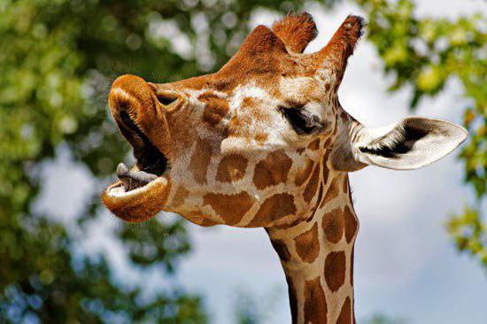 Handsome giraffe: this animal has the highest blood pressure