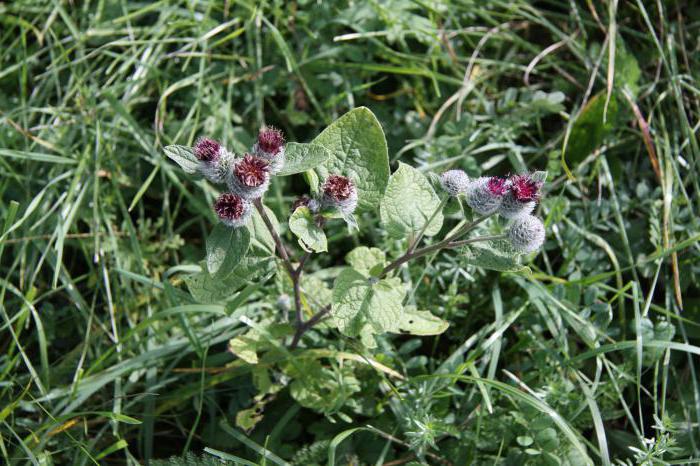 burdock cobwebby photo plants