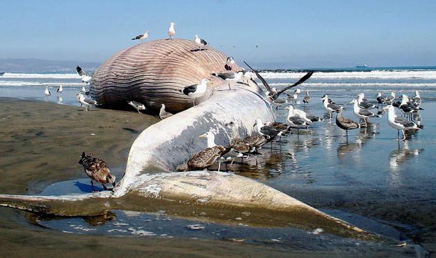 Mass ejection of whales on land. Why did the whales flew ashore?