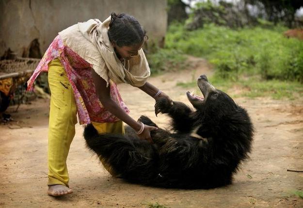 Bear-gubachev - an animal with an unusual appearance and strange habits