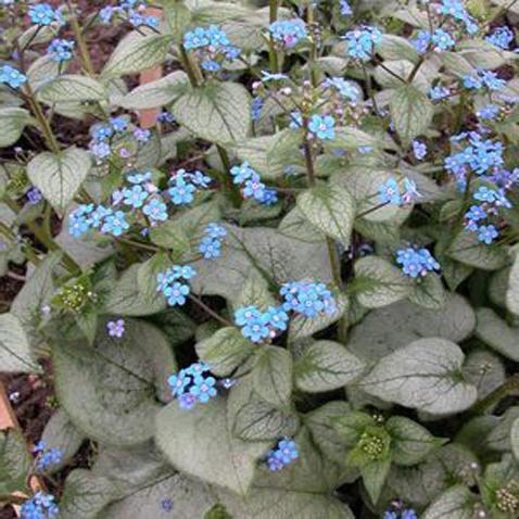 Long-term forget-me-not - Siberian brouner