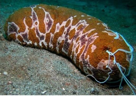 marine life of the Red Sea