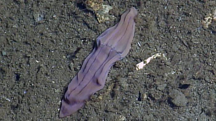 Marine animal purple sock