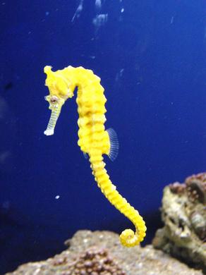 Sea Horse