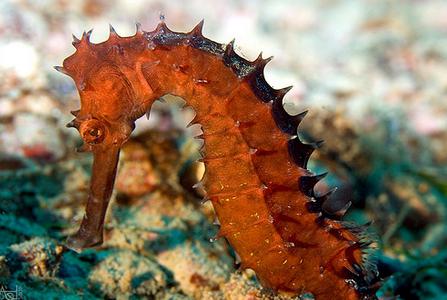 Sea Horse