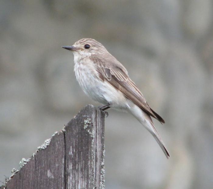 Flycatcher ordinary - a multi-legged guest in the apartment