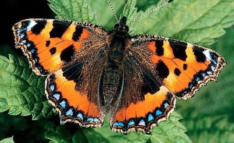 Ordinary and unusual butterfly-urticaria