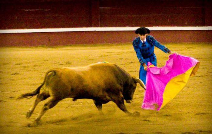 Why do not bulls like red? Causes of aggression