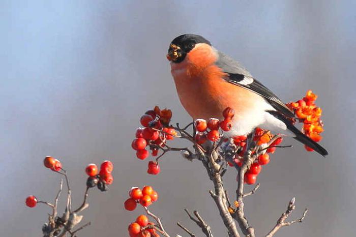 why bullfrogs are called bullfinches