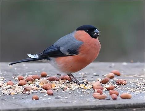 why the bird was called bullfinch 