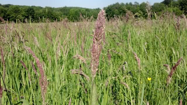 vegetation of floodplain meadows 