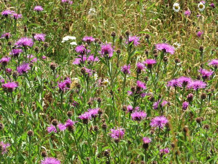 floodplain meadow soil 