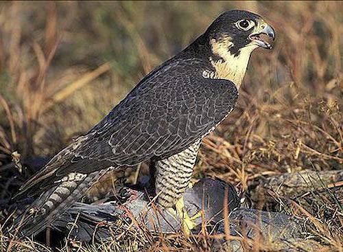 Peregrine Falcon: description and photo