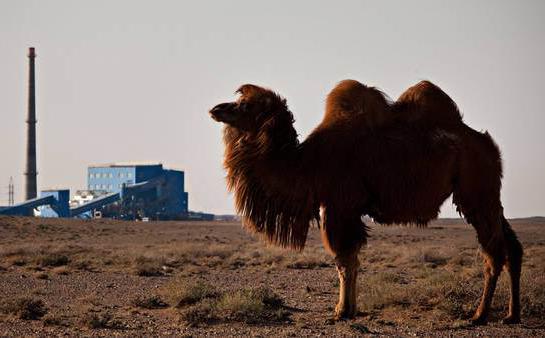 desert life