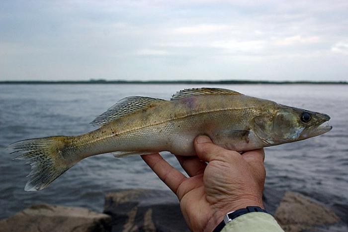 The Amur River: under the threat of death