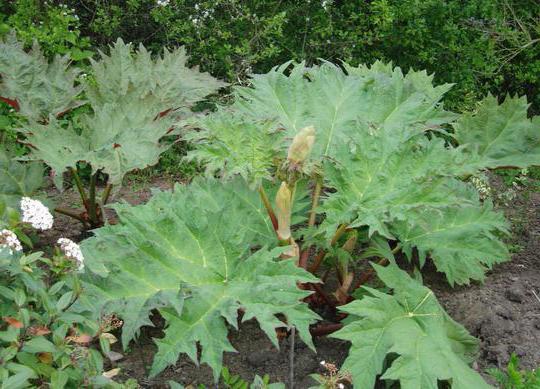 Tangut rhubarb: photo, description, application