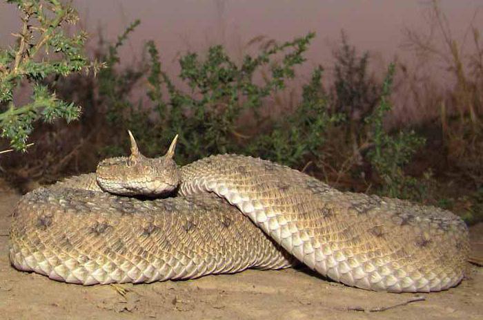 Horned viper: description, habitat, lifestyle