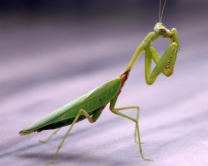 The most interesting information about insect mantis