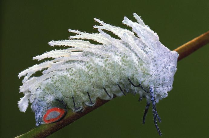 The most beautiful butterfly. The name of the most beautiful butterfly in the world