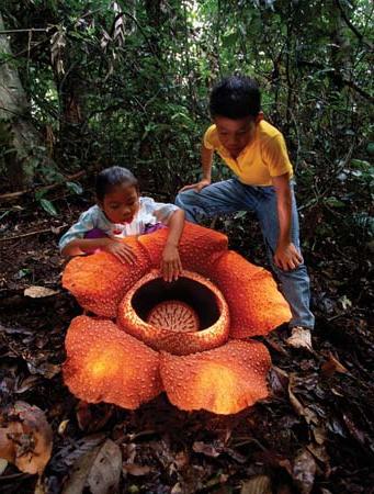 the largest flower in the world