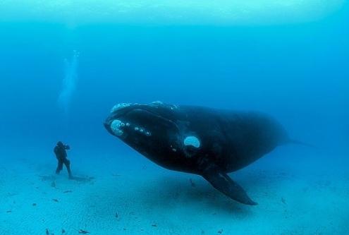 The largest whale needs protection