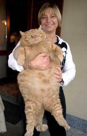 The largest cat in the world: unique and breeds