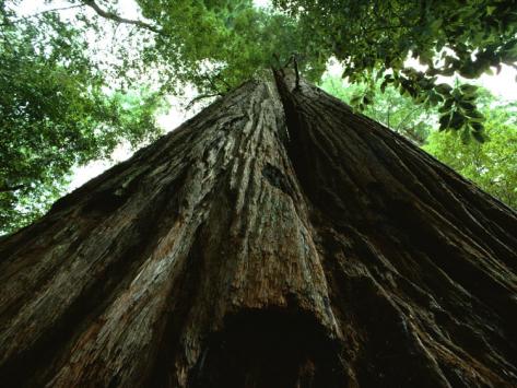 The tallest tree in the world photo