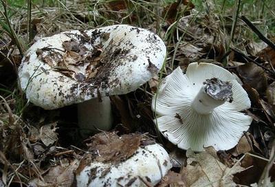 Edible mushroom, similar to a mushroom